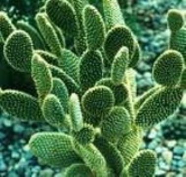 Hoodia Cactus Extract